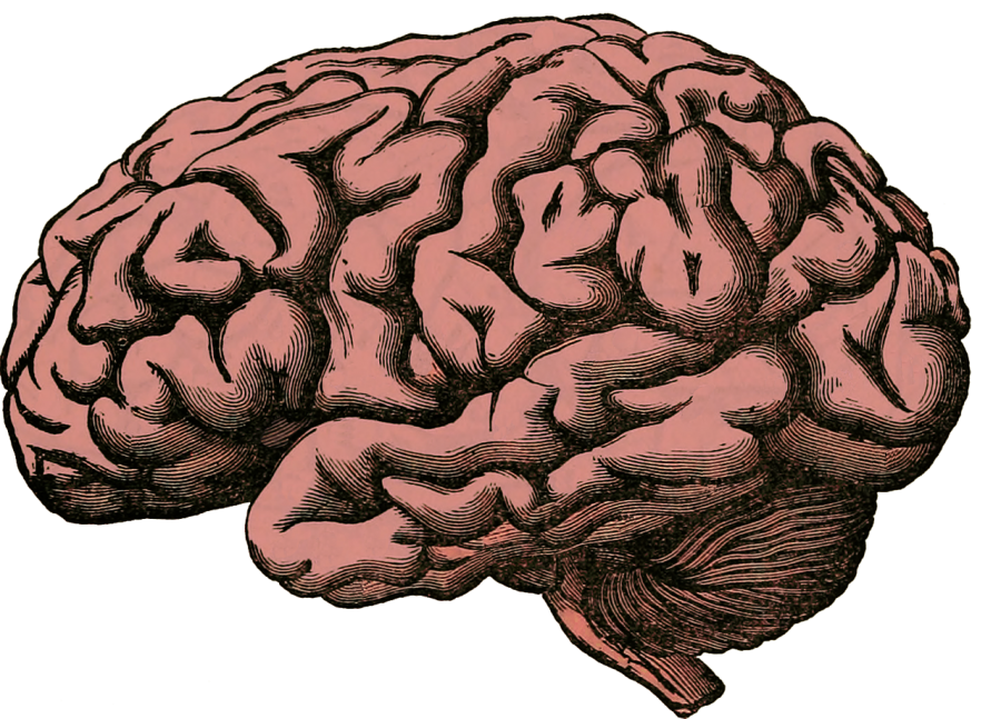 Image d'un cerveau